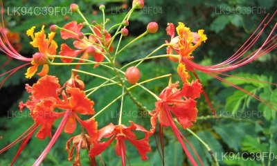 Caesalpinia hymenocarpa