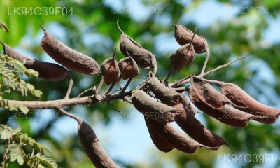 Caesalpinia hymenocarpa