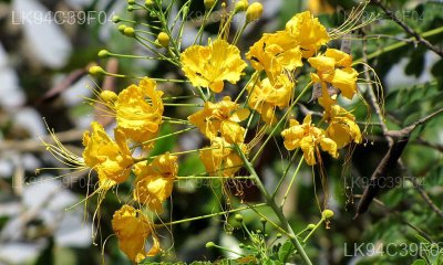 Caesalpinia hymenocarpa