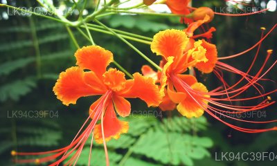 Caesalpinia hymenocarpa