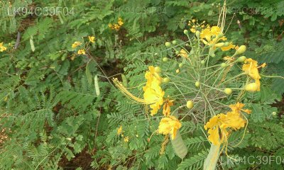 Caesalpinia hymenocarpa