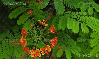 Caesalpinia hymenocarpa