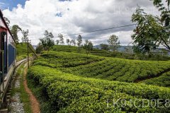 The Ella Odyssey Train