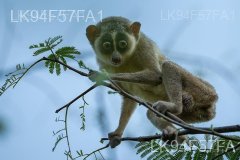 Red Slender Loris