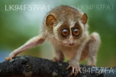 Red Slender Loris