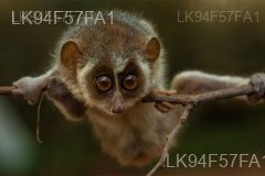 Red Slender Loris