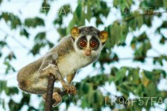 Red Slender Loris