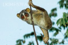 Red Slender Loris