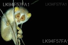 Red Slender Loris