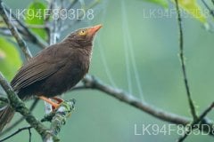 Ceylon Rufous Babbler