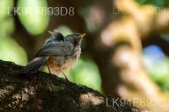 Ceylon Rufous Babbler