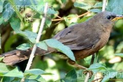 Ceylon Rufous Babbler