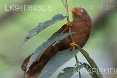 Ceylon Rufous Babbler