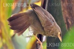 Ceylon Rufous Babbler