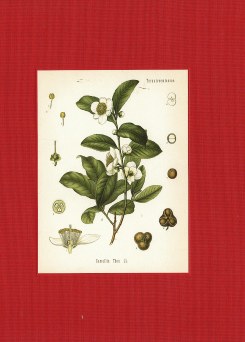 Ceylon Tea : The Trade That Made a Nation