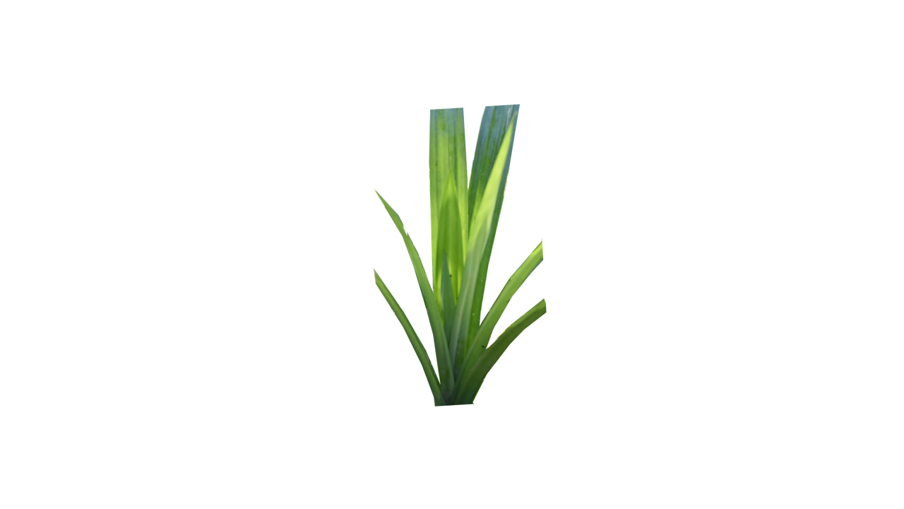Lakpura® Dehydrated Pandan (Rampe) Leaves