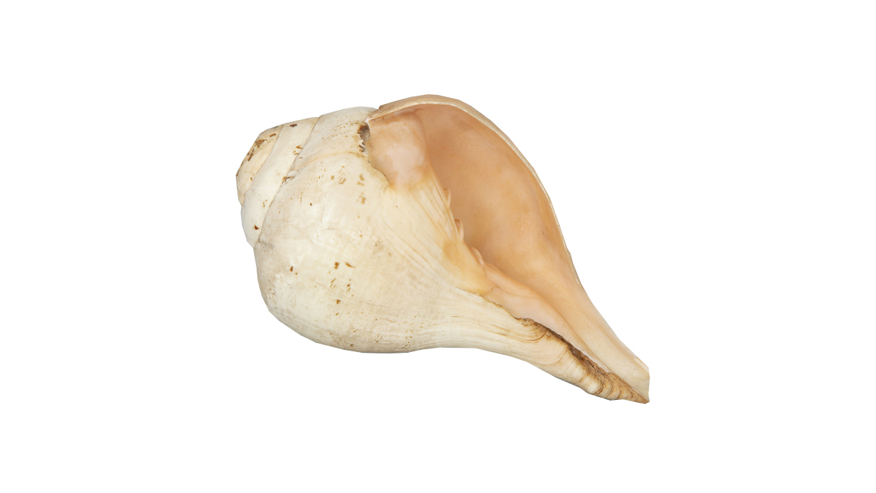 Lakpura® Shankha (Hakgediya)