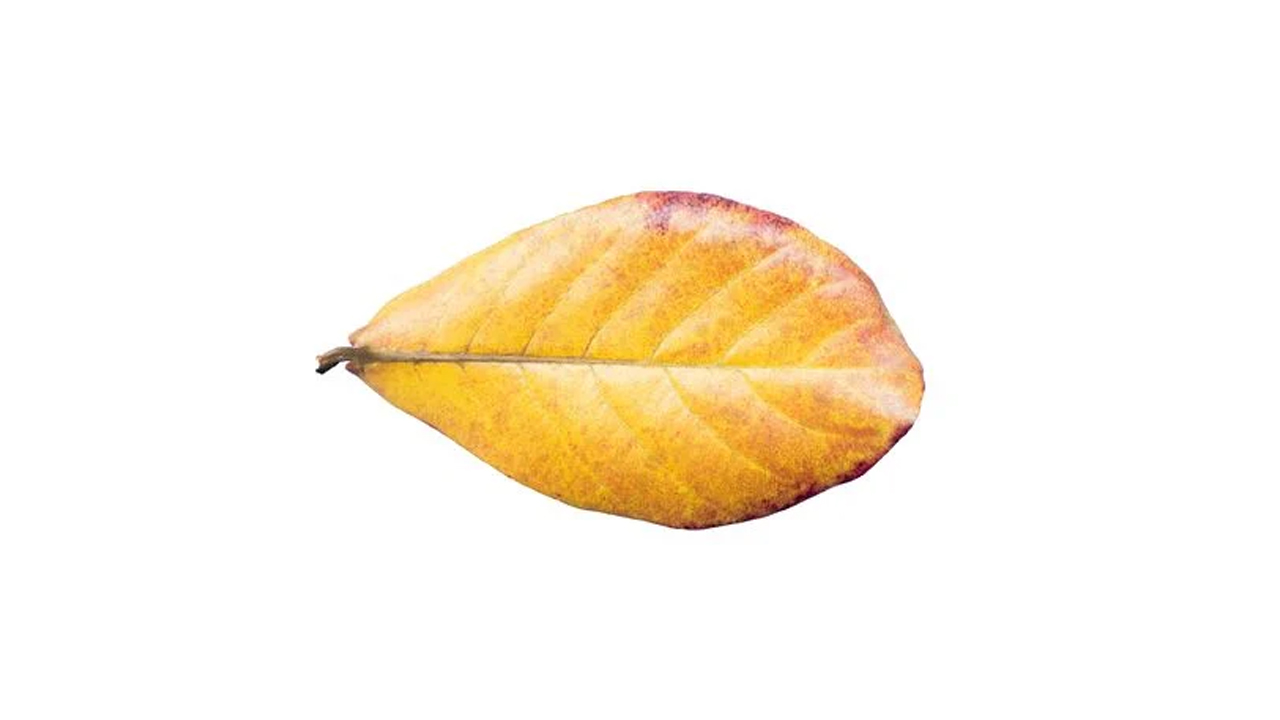 Lakpura® Wildcrafted Dehydrated Terminalia Catappa Leaves (Kottamba, Indian Almond) Pack