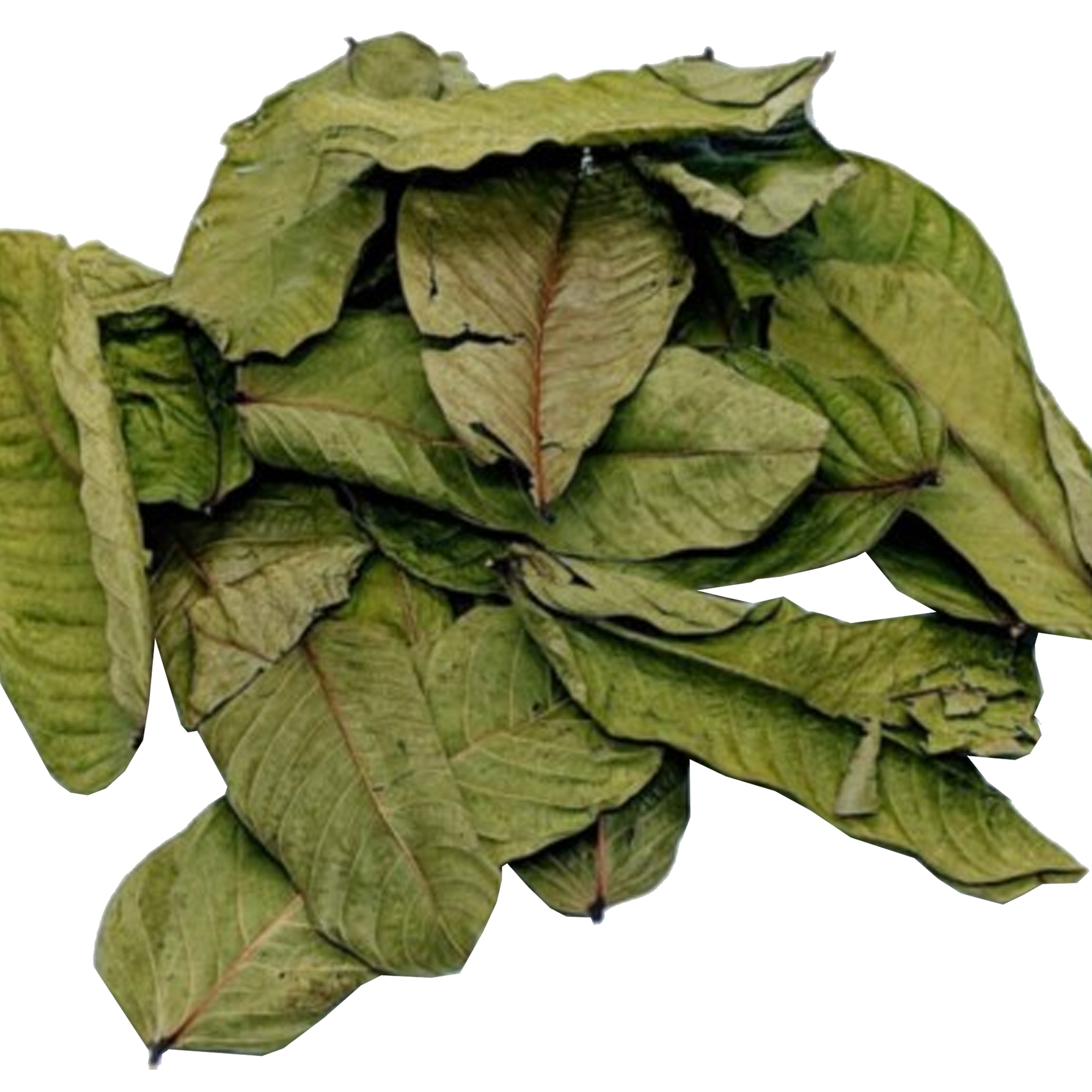 Ransaru Wildcrafted Dehydrated Eththora (Senna Alata,Cassia Alata) Crushed Leaves Pack