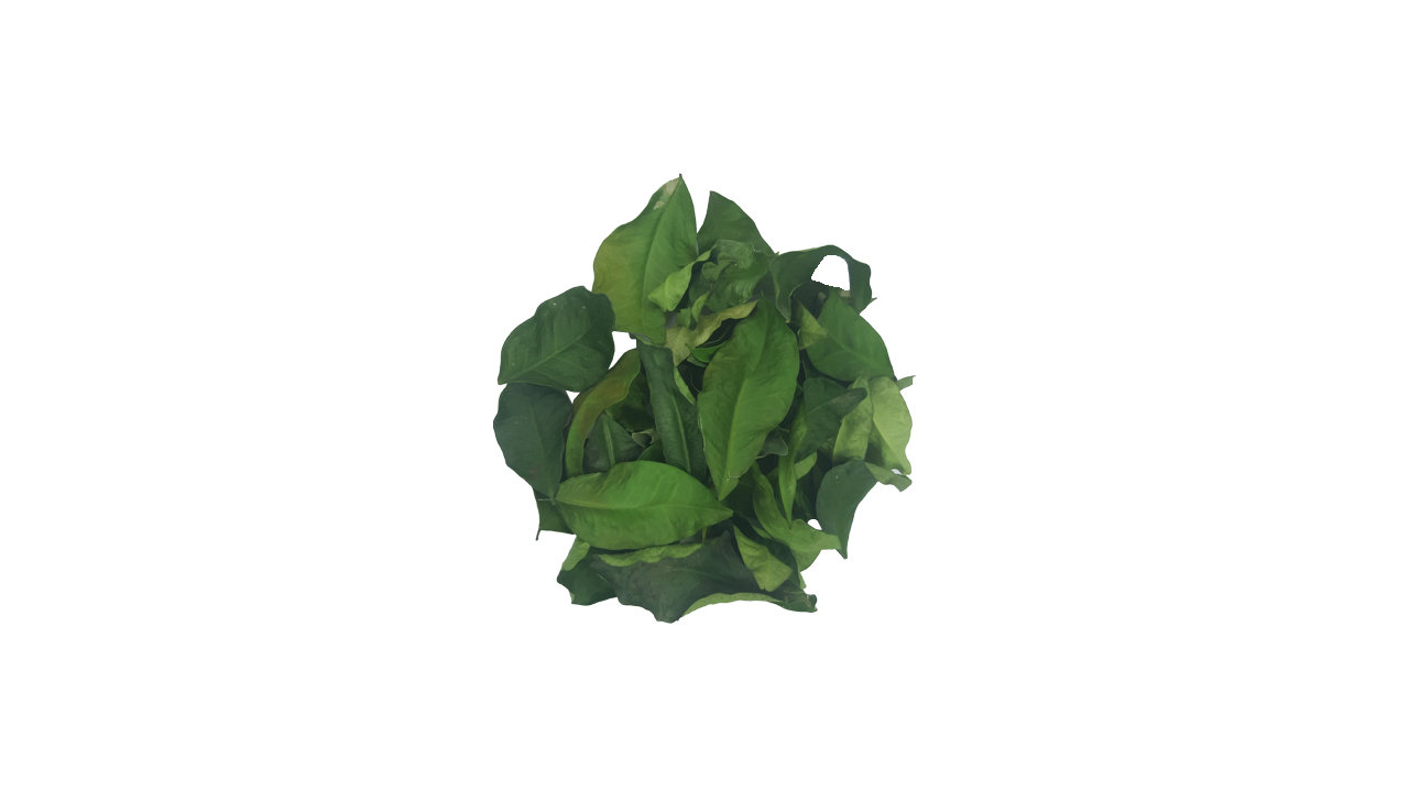 Lakpura Dehydrated Yaki Naran (Atalantia Ceylanica) Whole Leaves