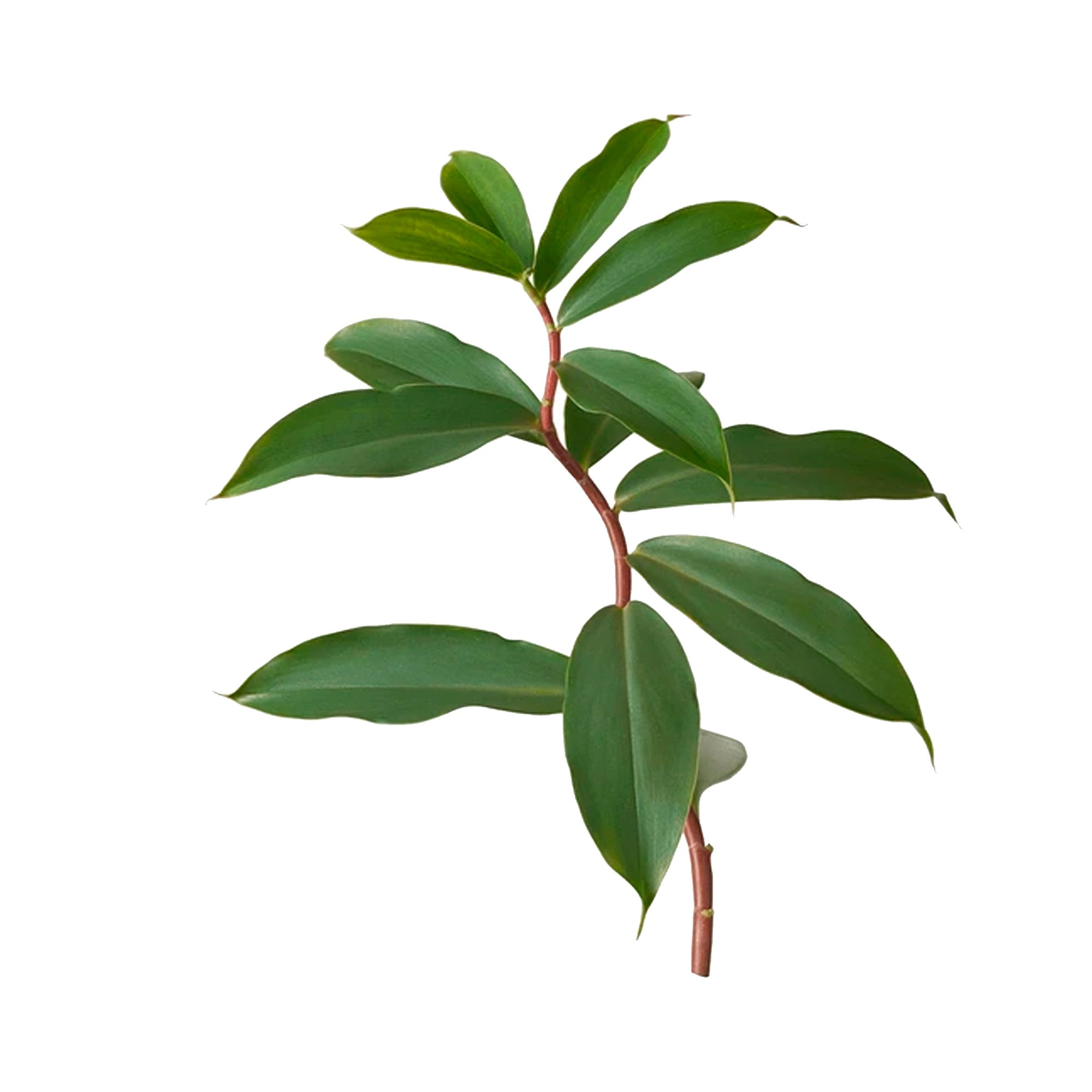 Ransaru Wildcrafted Dehydrated Thebu Leaves Pack