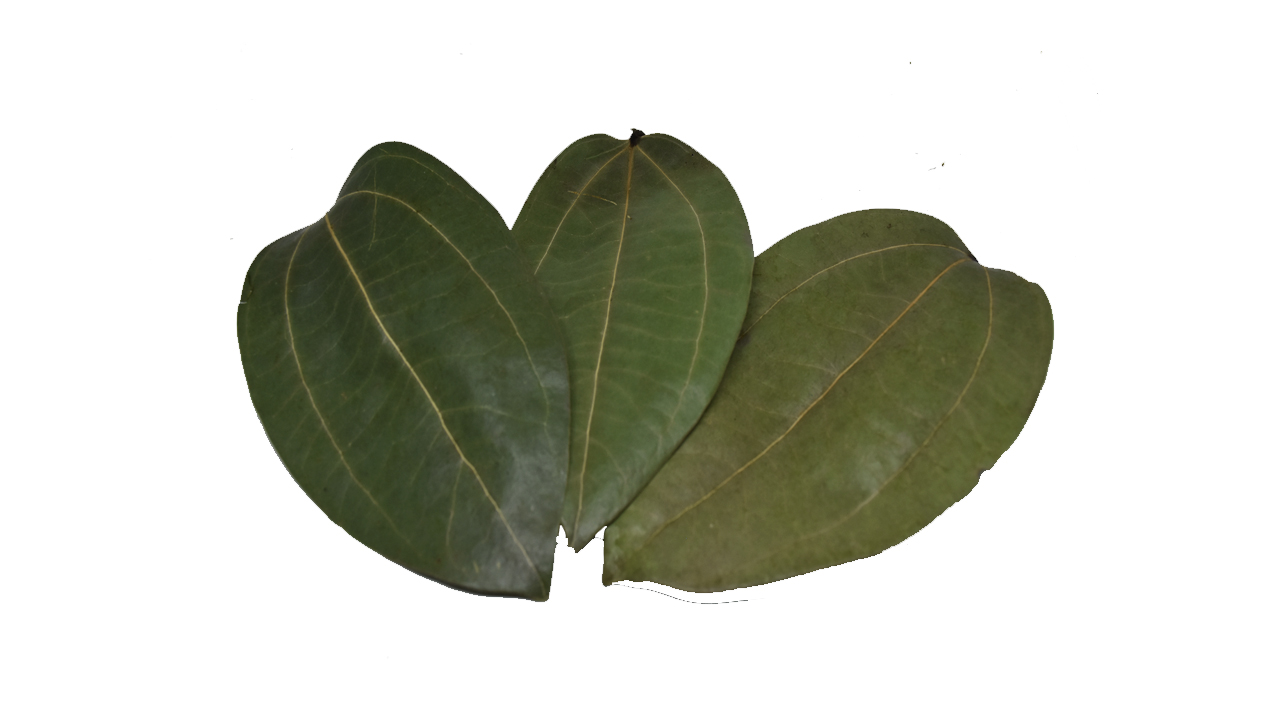 Lakpura Dehydrated Cinnamon Leaves