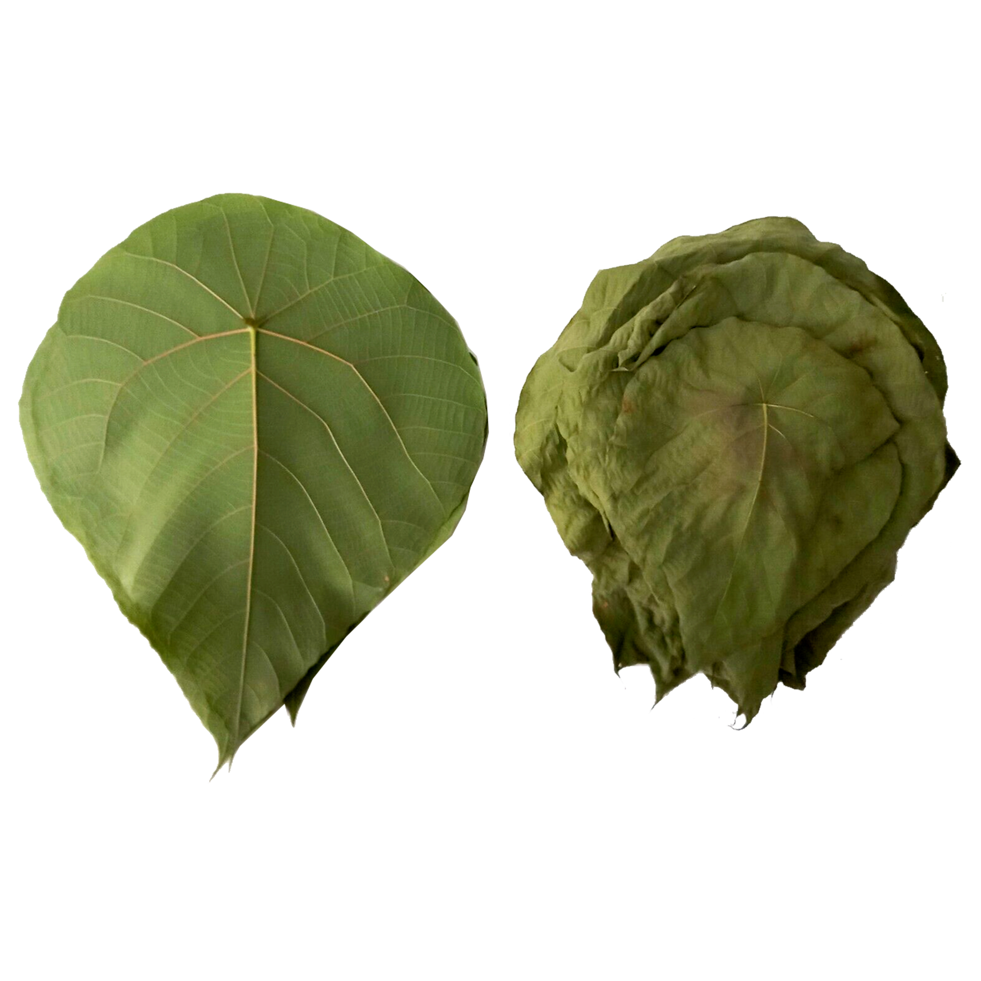 Ransaru Wildcrafted Dehydrated Macaranga Peltata Crushed Leaves Pack