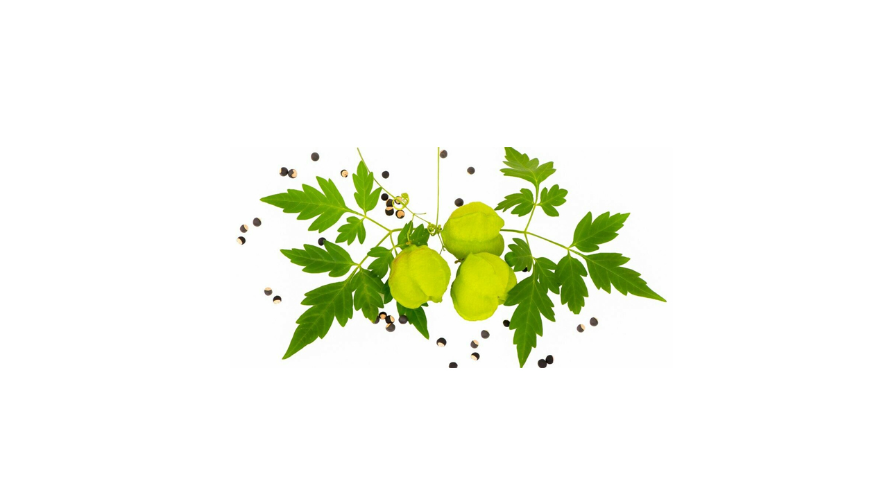 Lakpura® Dehydrated Welpenela (Balloon plant , love in a puff) Whole Plant