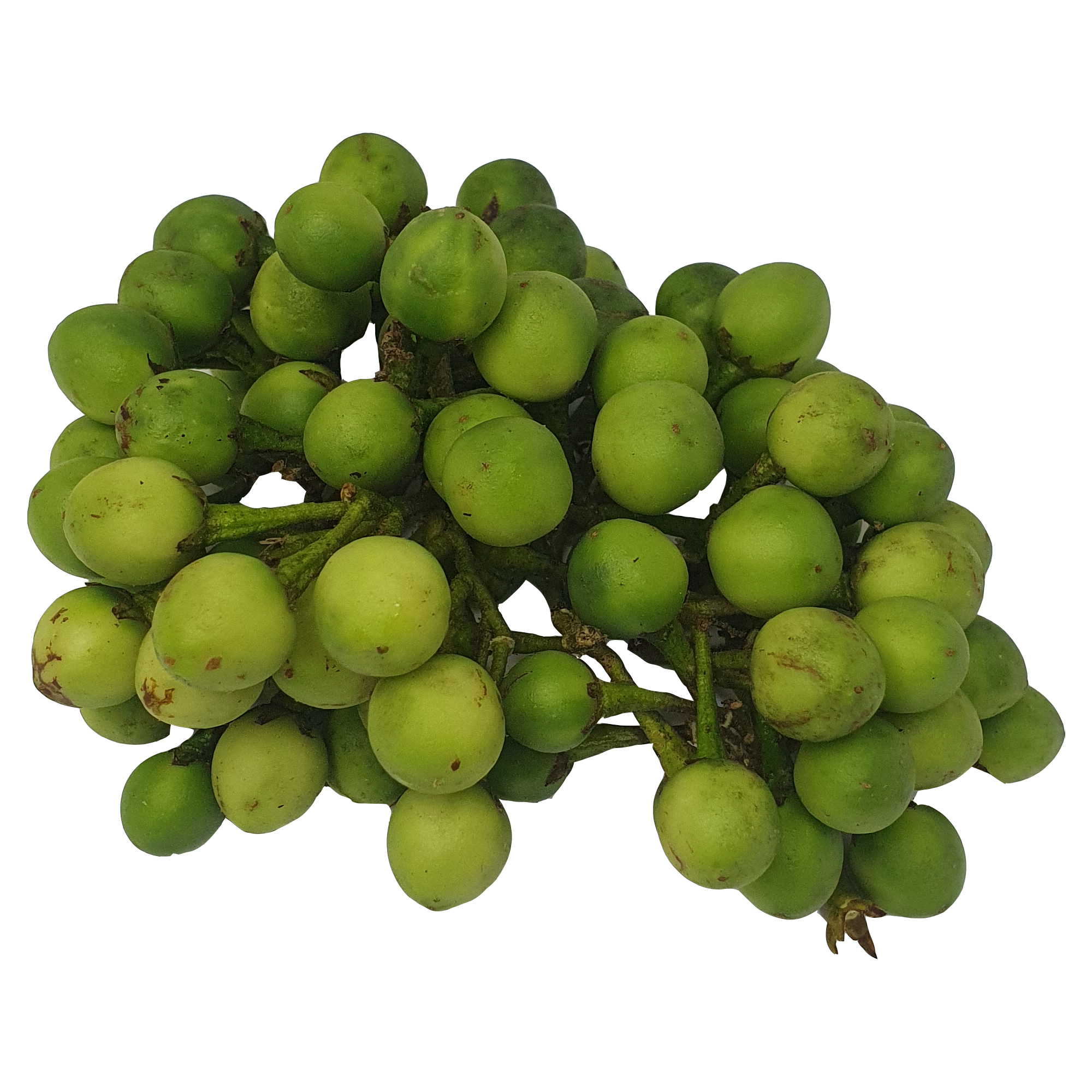 Lakpura® Thibbatu