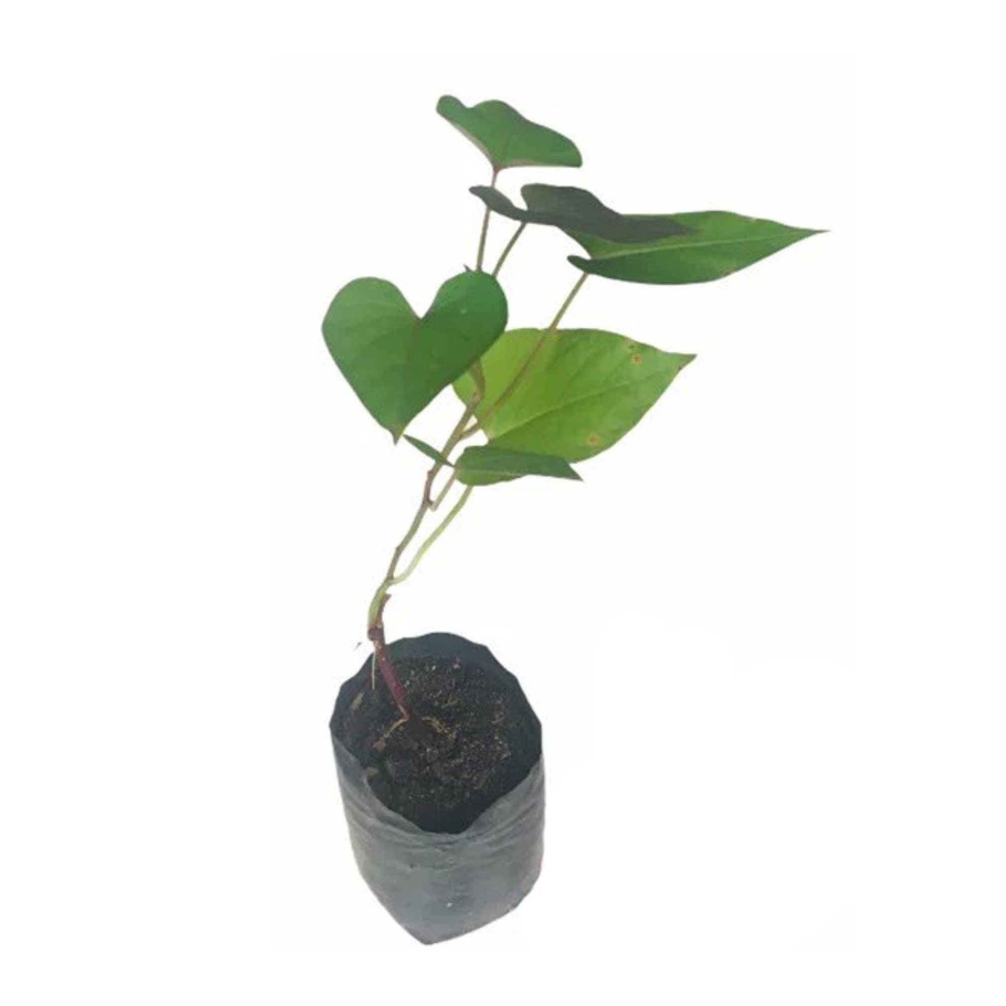 Lakpura® Purple Sweet Potato Plant