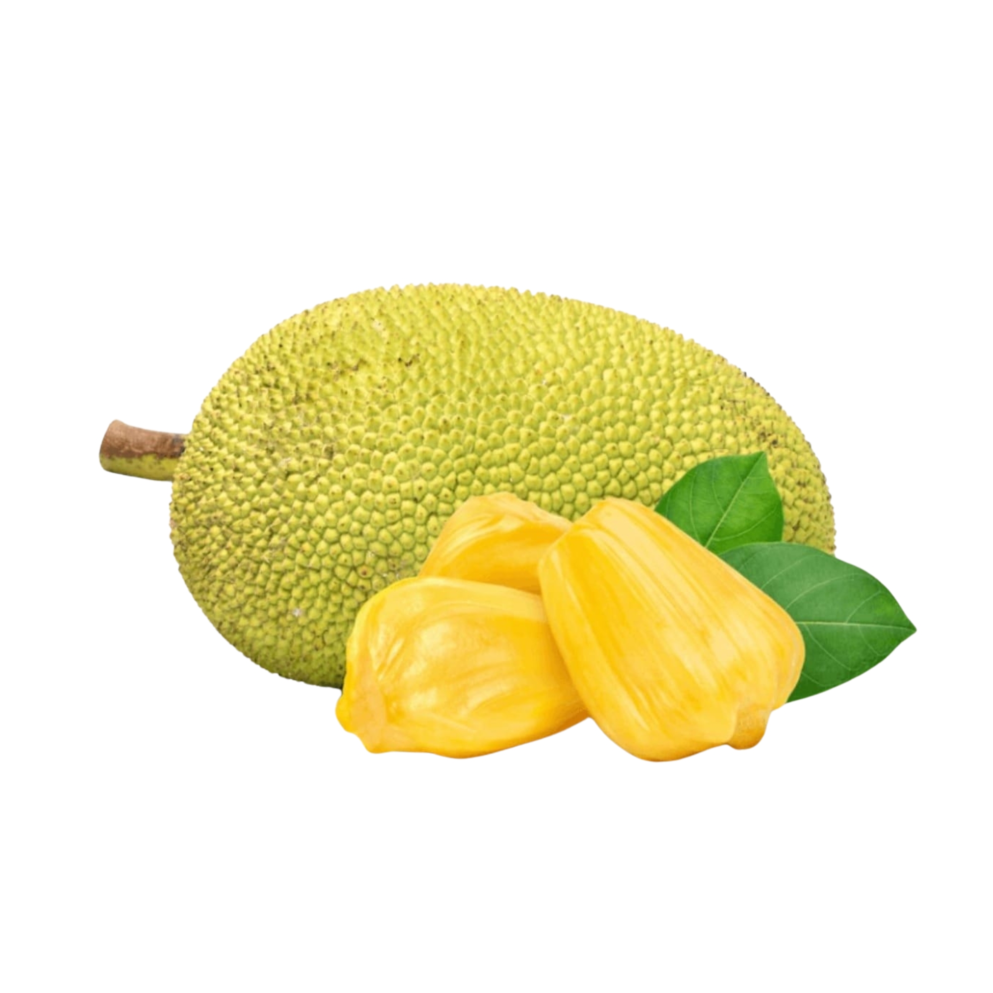 Lakpura® Ceylon Jackfruit Plant