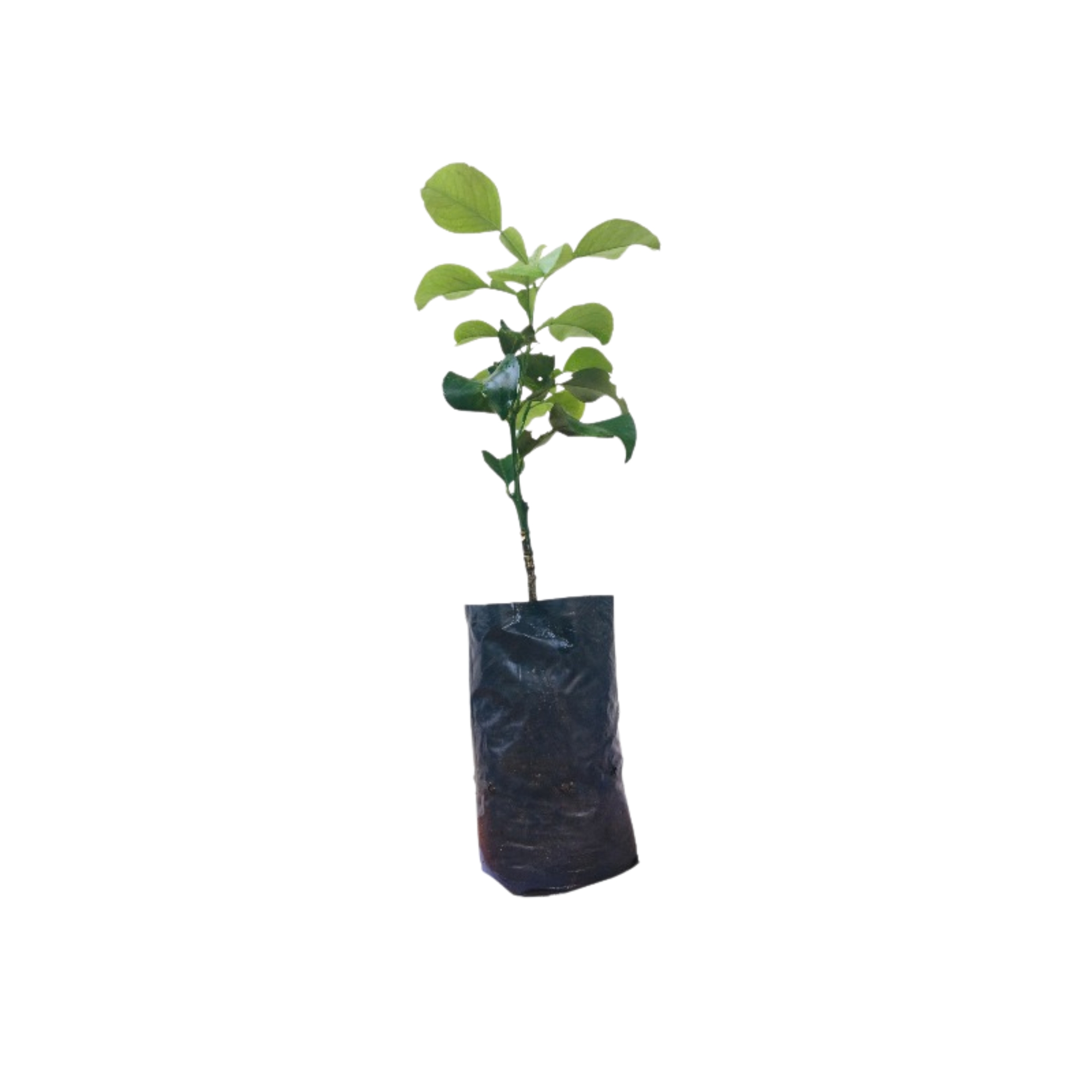 Lakpura® Red Pomelo (Jambola) Fruit Plant