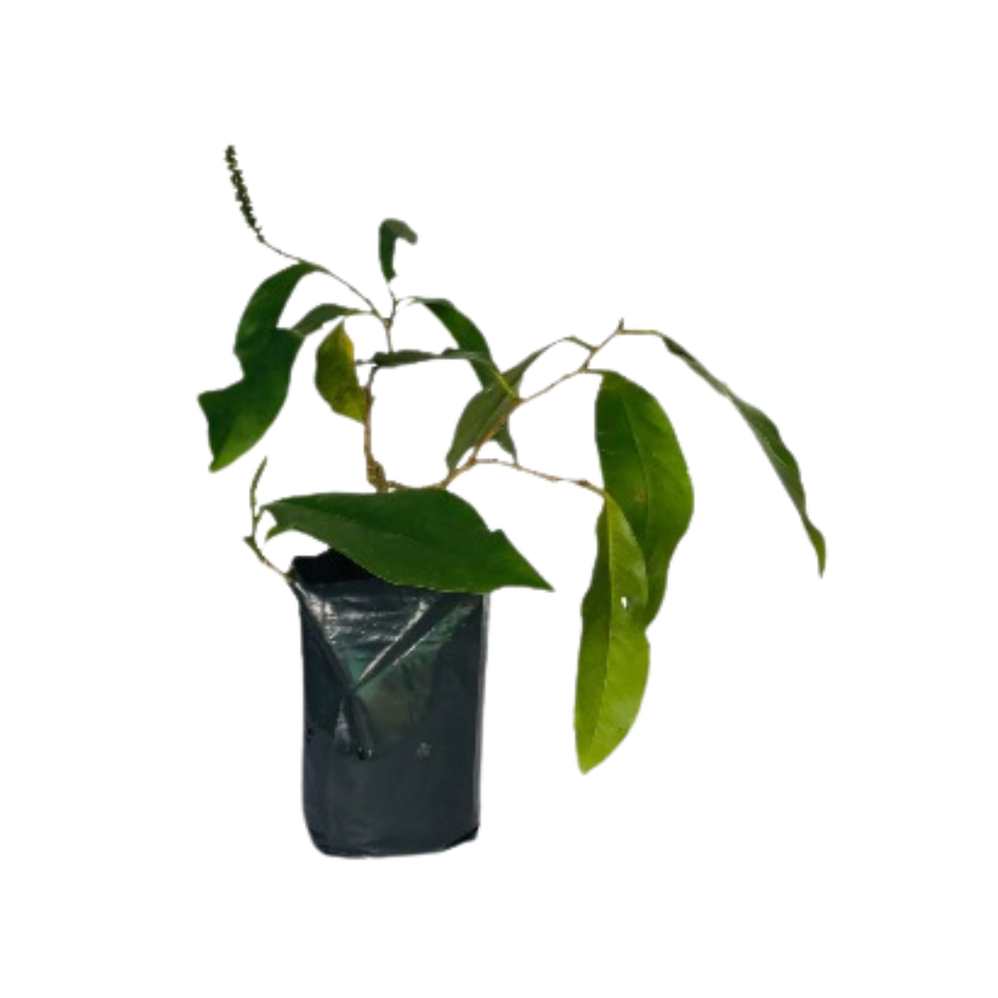 Lakpura® Karawala Kaballa Plant