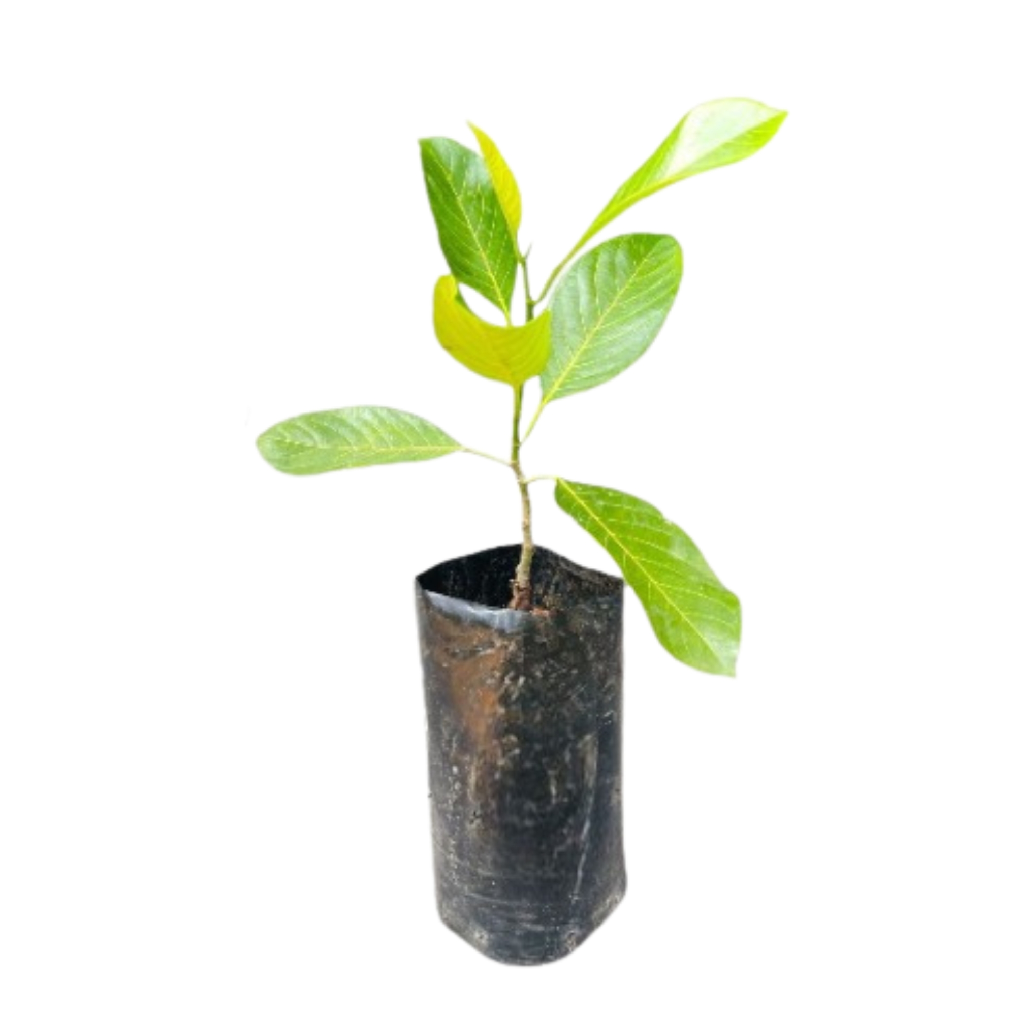 Lakpura® Fatheralone Jackfruit Grafted Plant