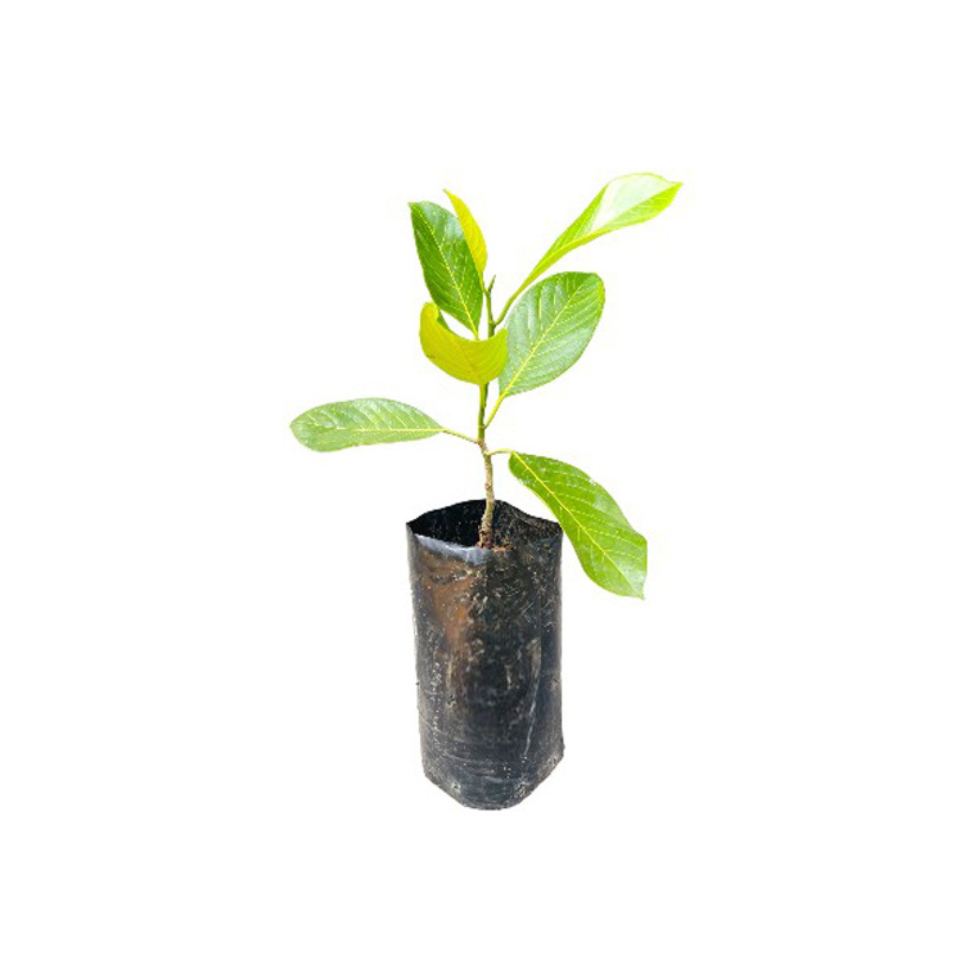 Lakpura® Malaysian Seedless Jackfruit Plant