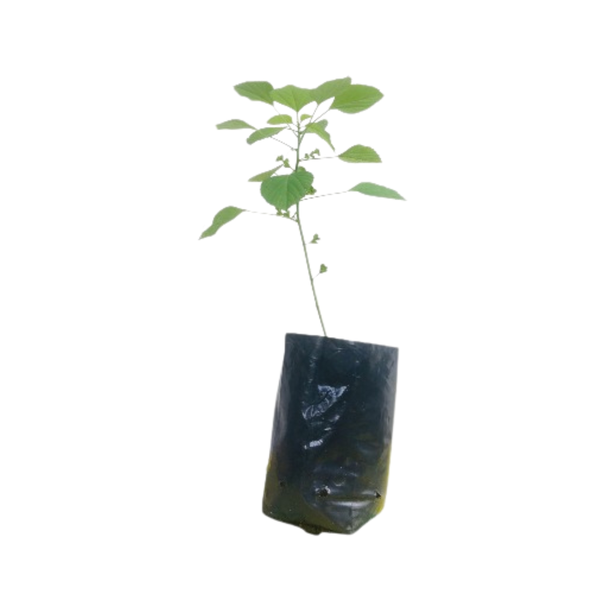 Lakpura® Kuppameniya (Acalypha Indica) Plant