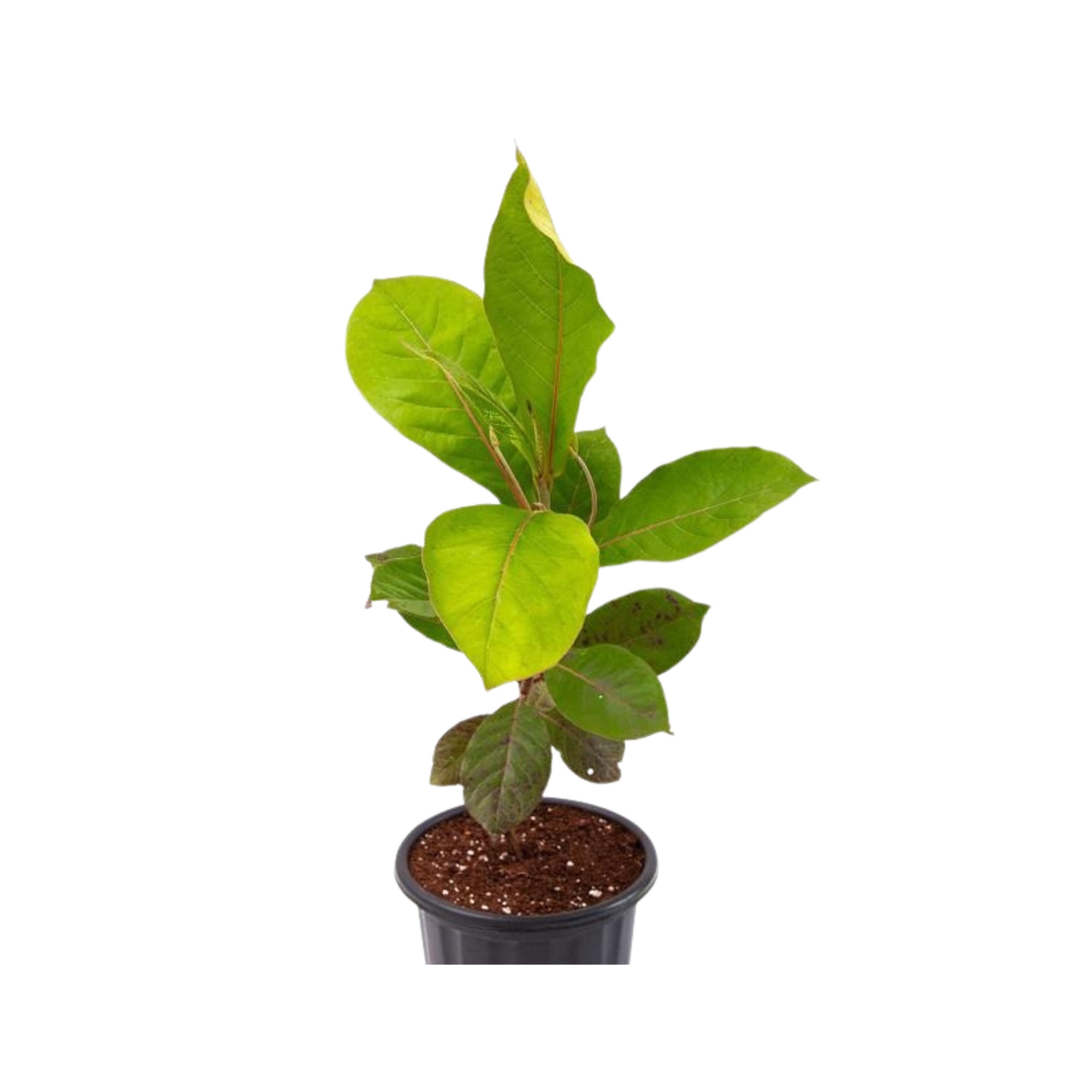 Lakpura® Kottamba Plant