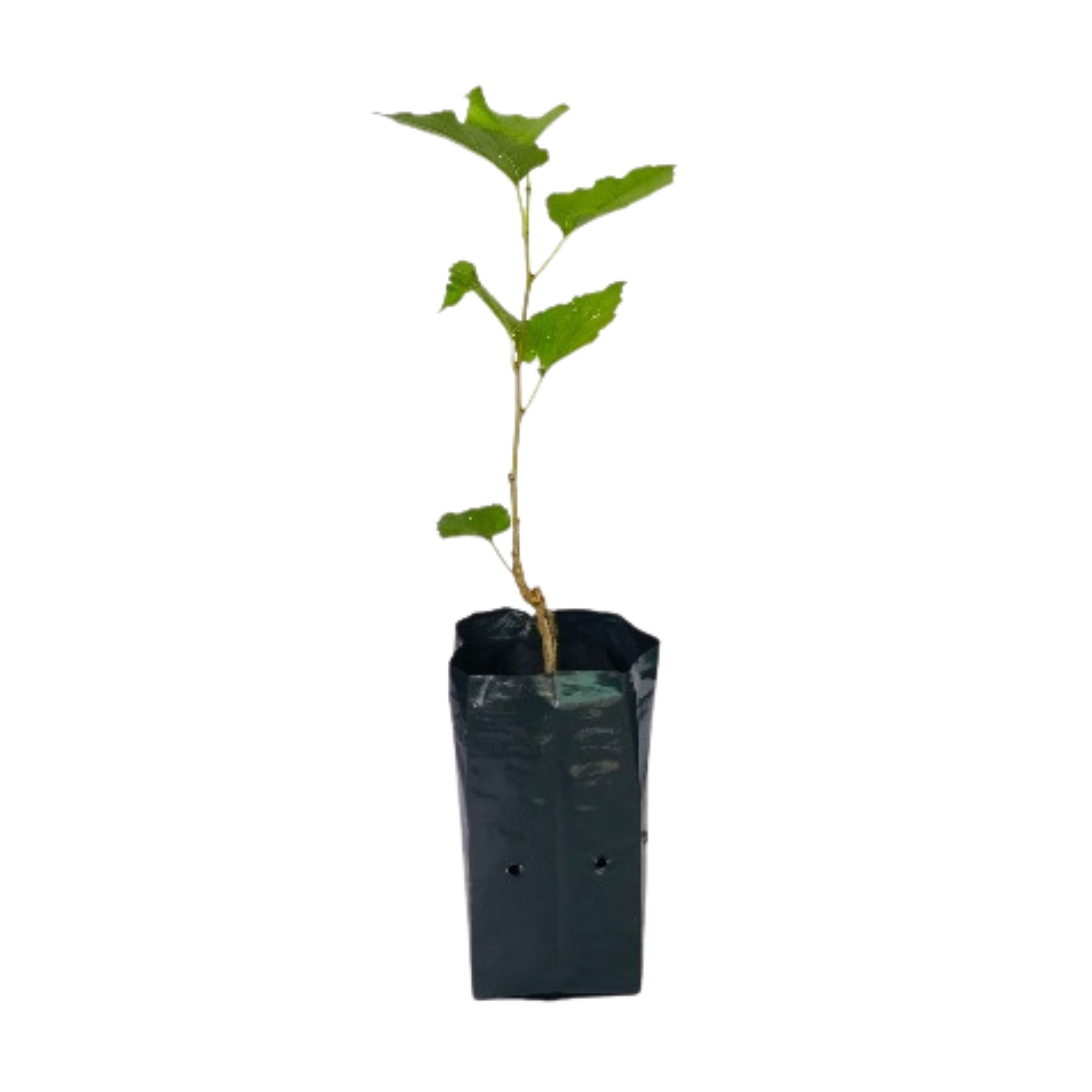 Lakpura® Thai Mulberry Layered Plant
