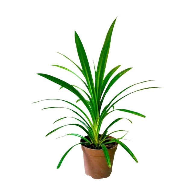 Lakpura® Pandan Leaf Plants