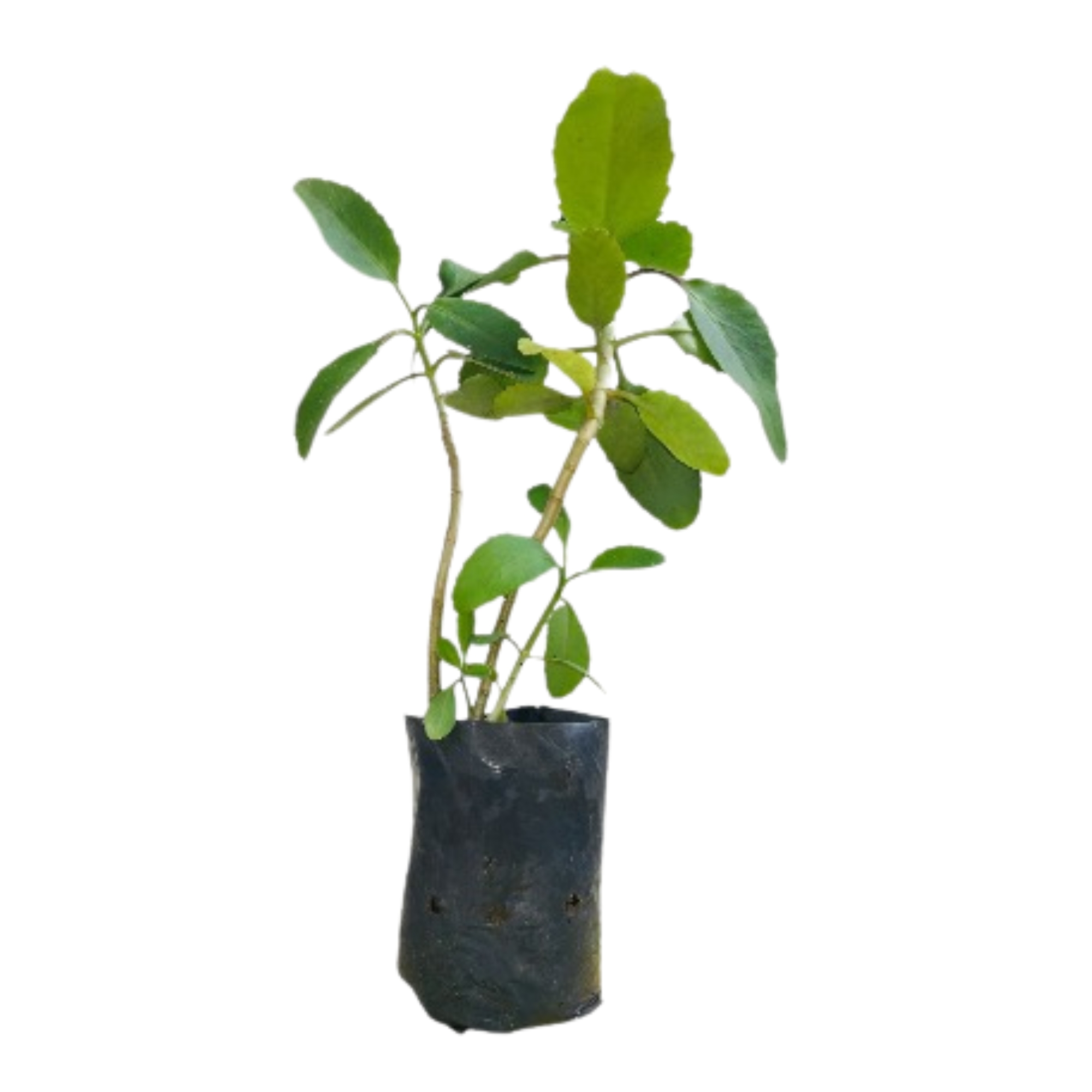 Lakpura® Akkapana Plant