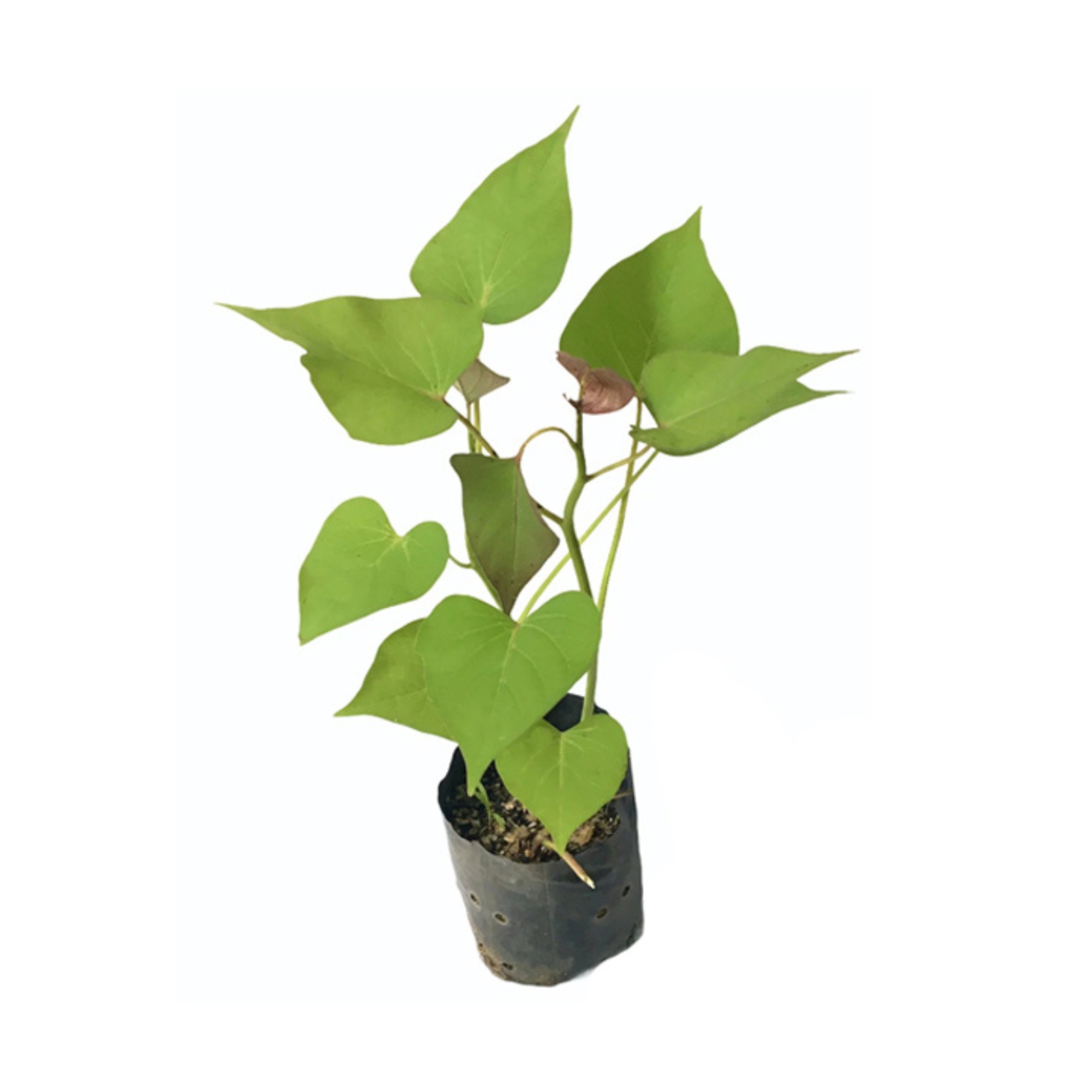 Lakpura® Orange Sweet Potato Plant