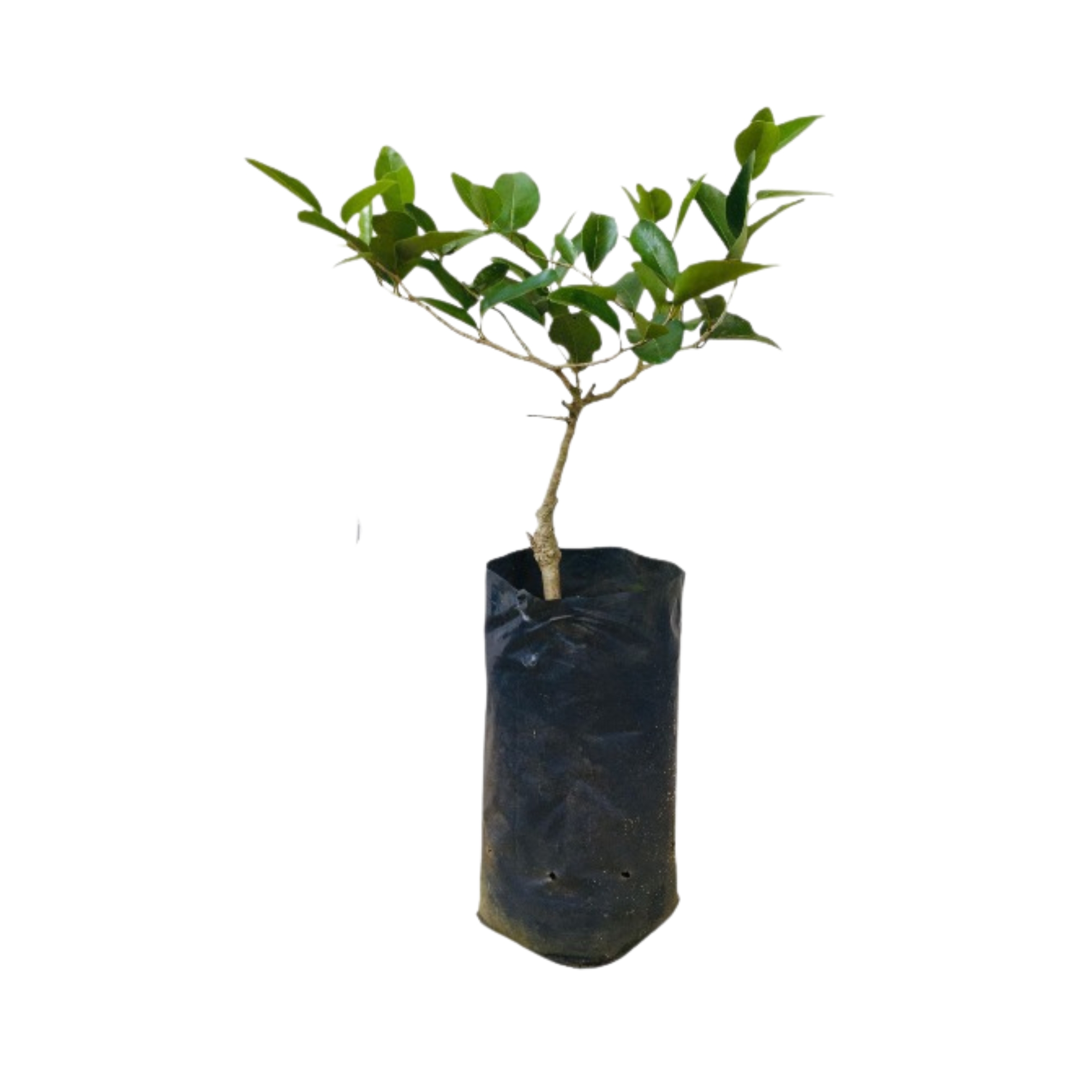Lakpura® Nas Narang Grafted Plant