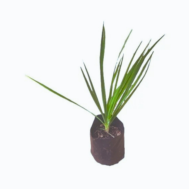 Lakpura® Nira Leeks Plant