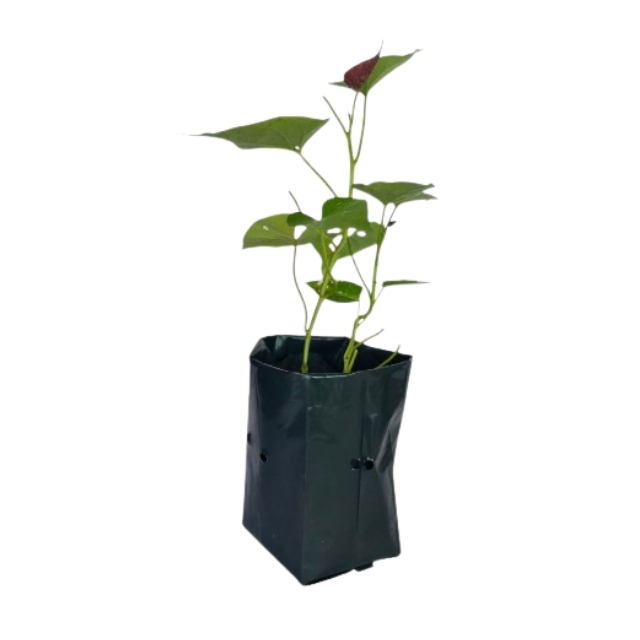 Lakpura® Bushy Sweet Potato Plant