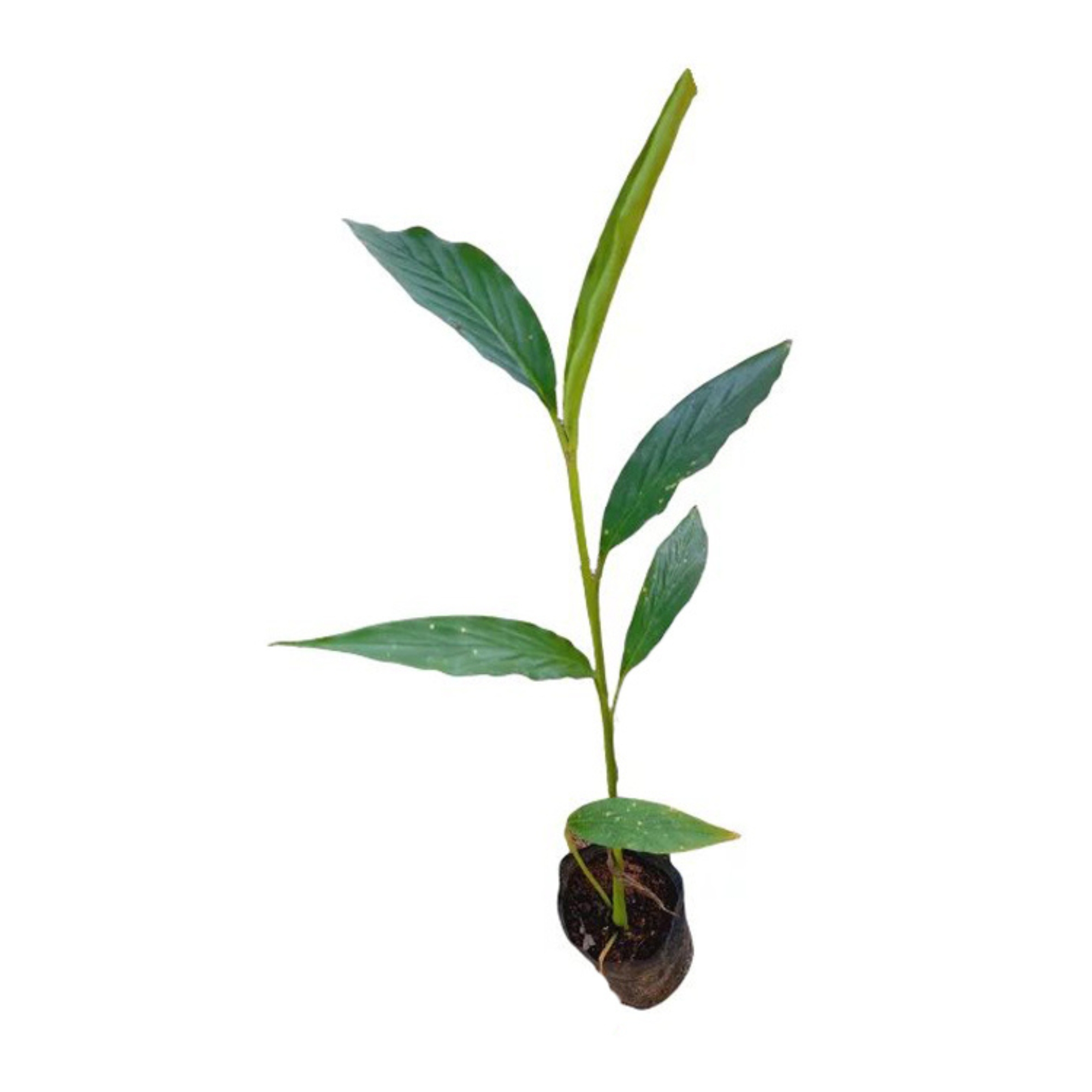 Lakpura® Cardamom Plant