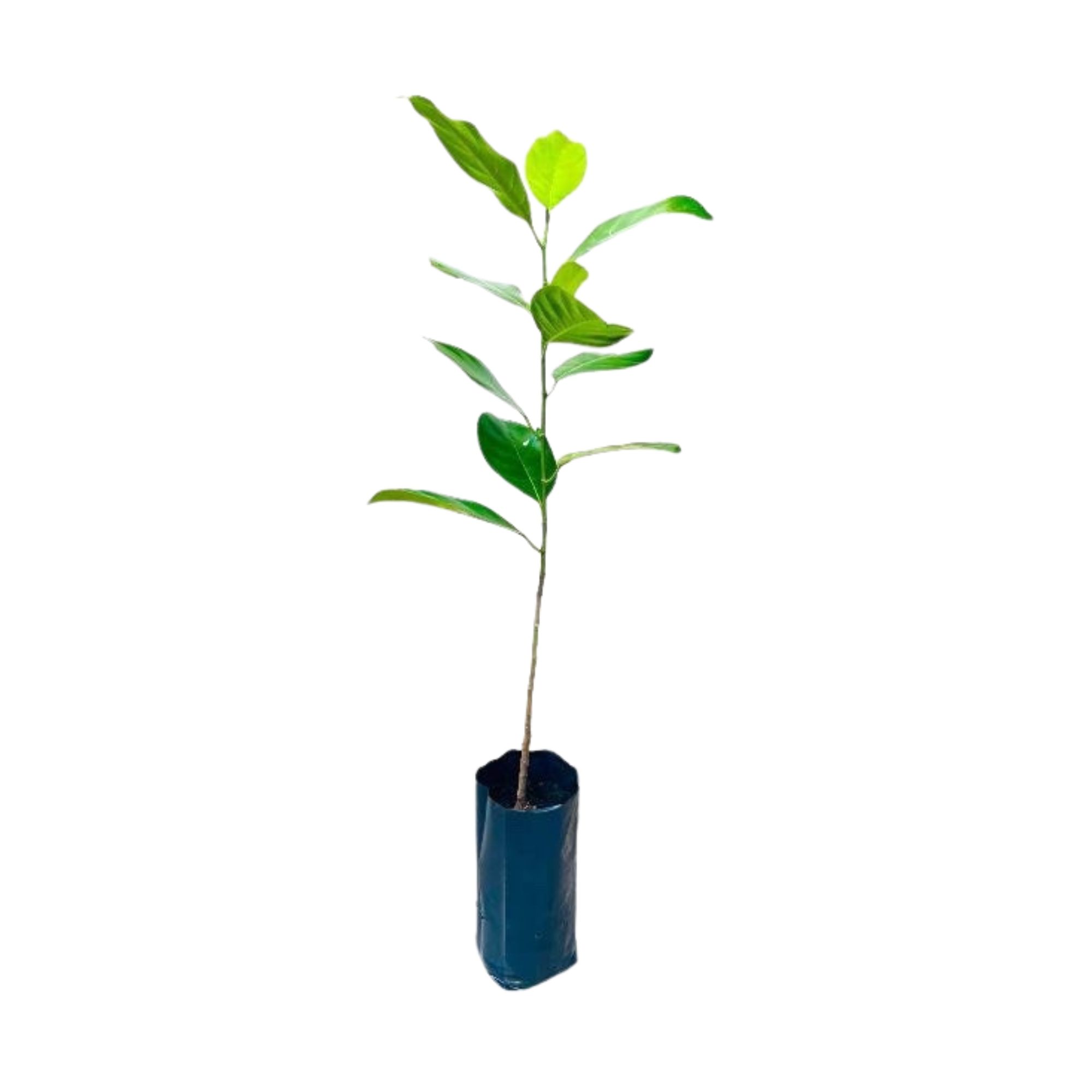 Lakpura® Duriyan - Jackfruit Grafted Plant