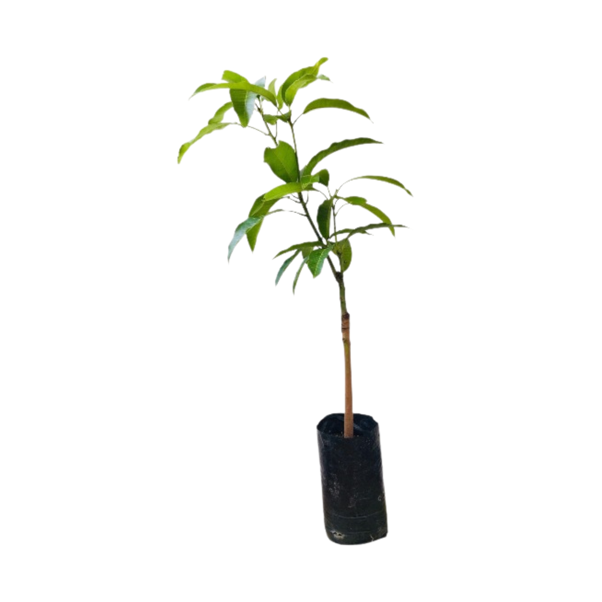 Lakpura® Gira Mango Fruit Plant