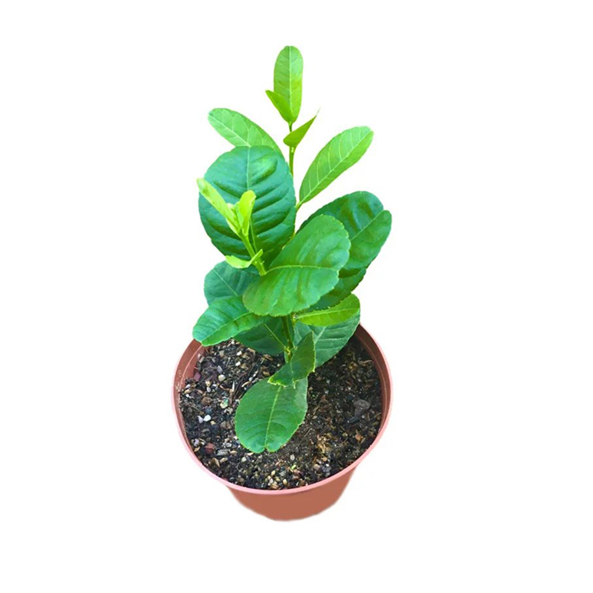 Lakpura® Pumpkin Lemon Plant