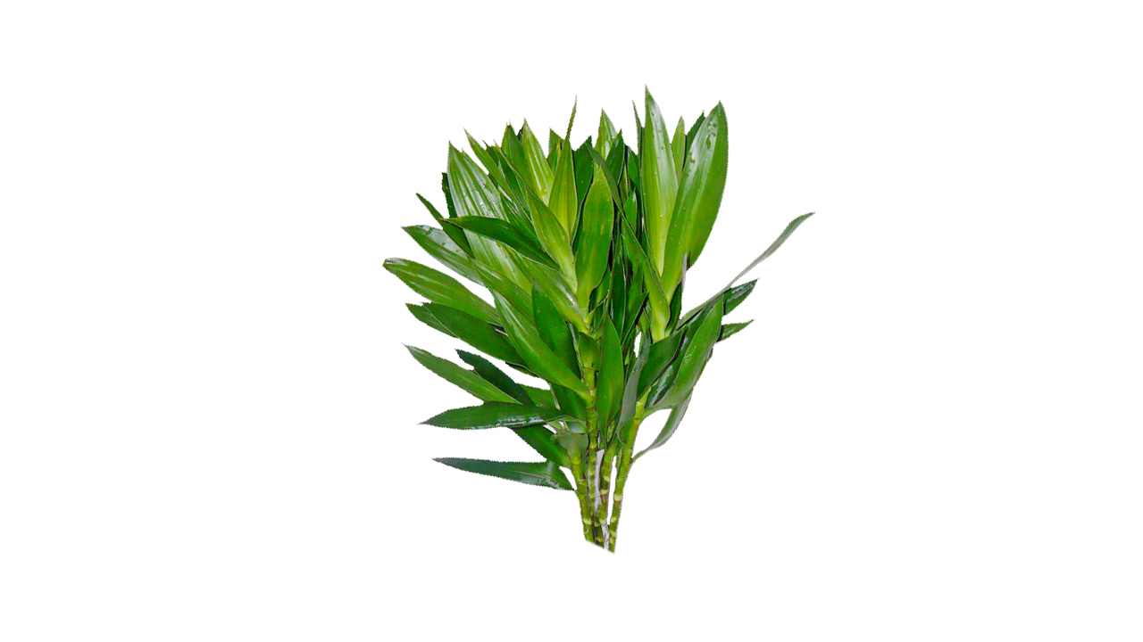 Lakpura Dracaena Reflexa 'Green' (50 Leaves) Medium