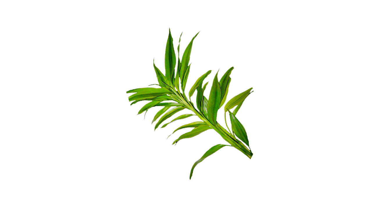 Lakpura Dracaena Sanderiana Gold (50 Leaves) Medium